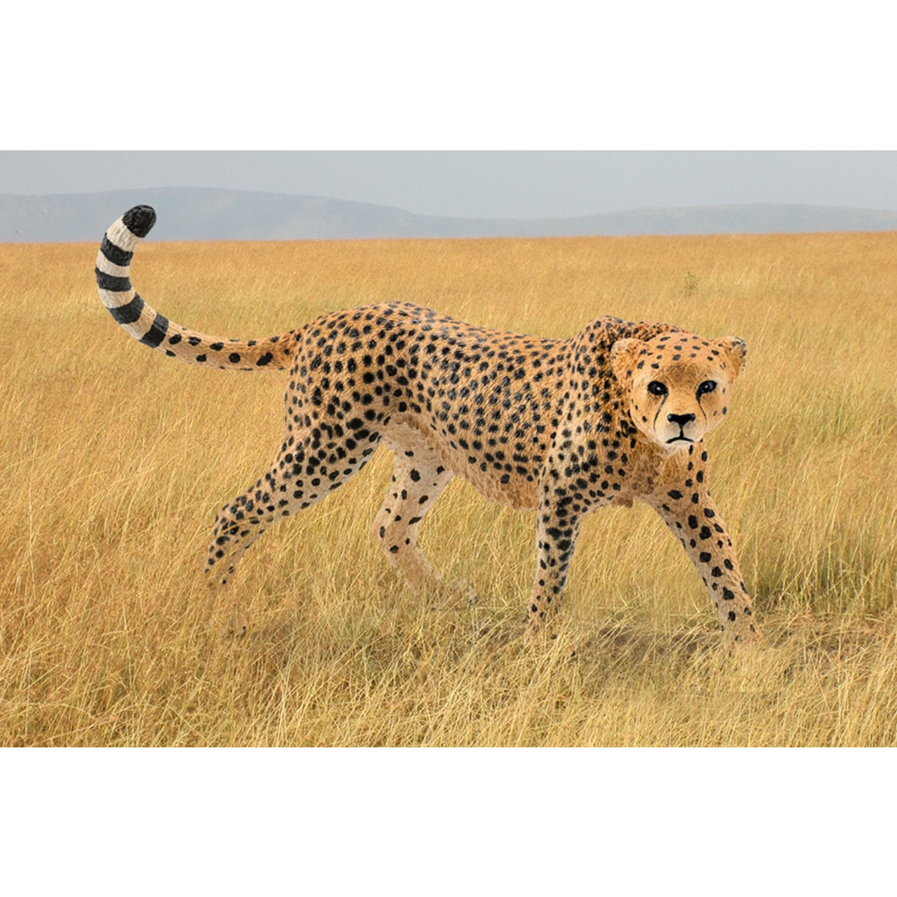 ghepard slabire subțire